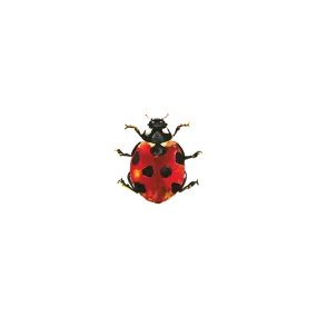 Lucky Ladybug Tattoo - Set of 2